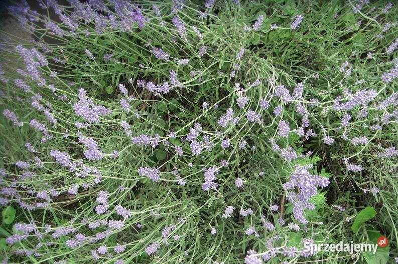 Zioła różne Białowieża