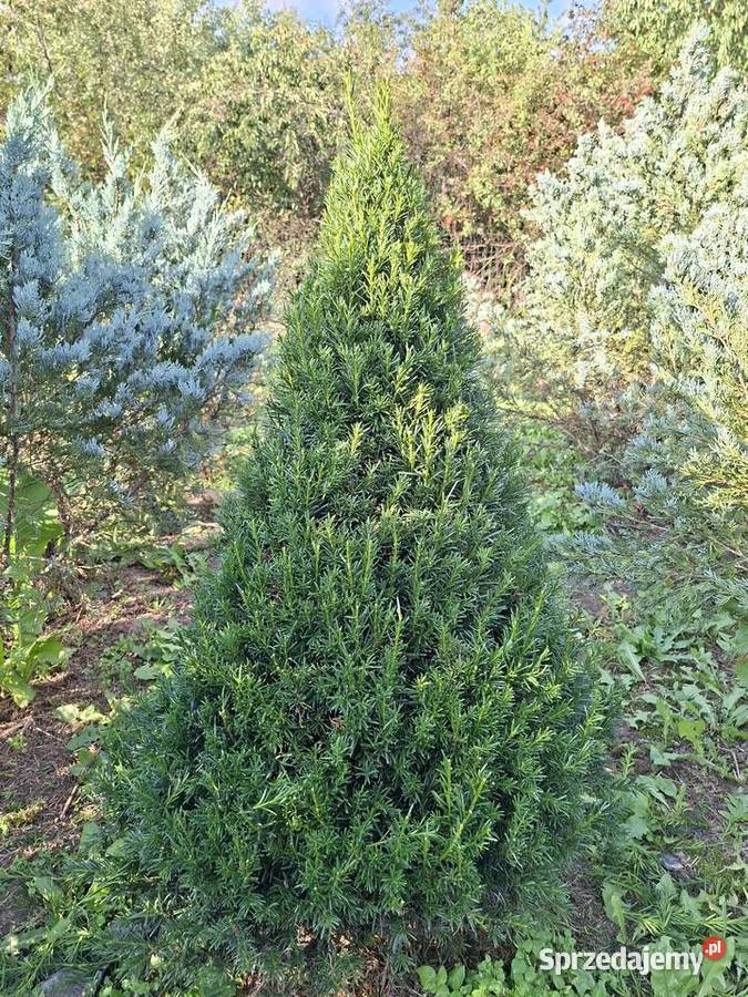 Cis Formowany StożekKula Bonsai Iglaste Mszczonów