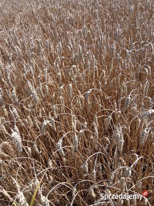 Pszenica ozima zbiór 2025r Krosno sprzedam