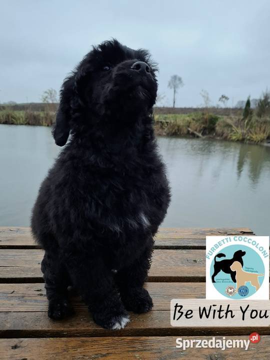 Szczenięta portugalski pies dowodny zkwp FCI