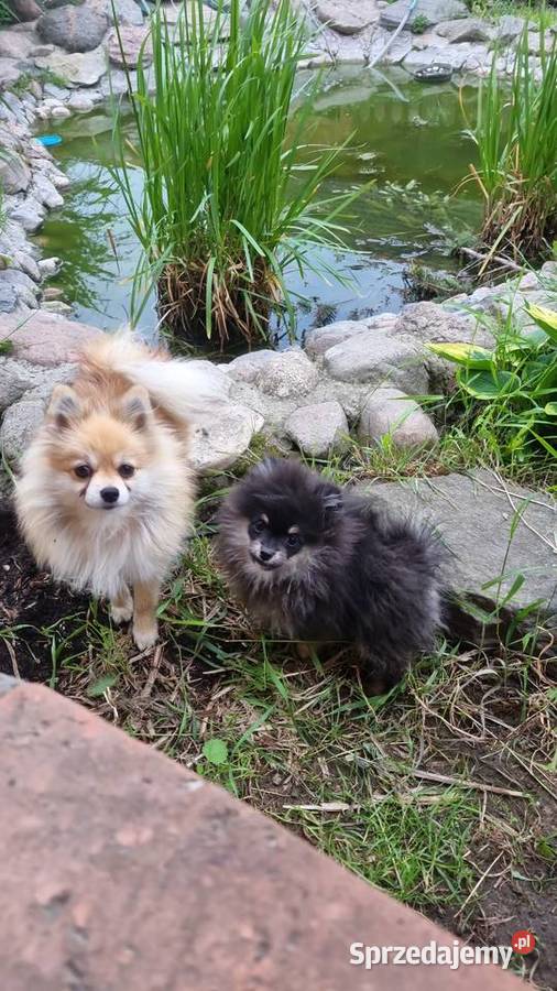 Szpic miniaturowy pomeranian malutki