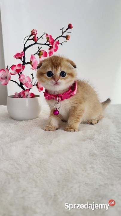 Kotka Szkocka złota zwisłoucha Scottish fold Wrocław