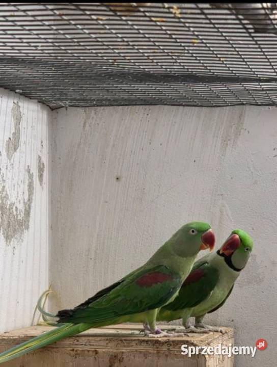 Aleksandretta wielka Ptaki Częstochowa sprzedam