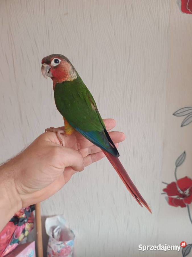 Papugi rudosterki ręcznie karmione Tychy