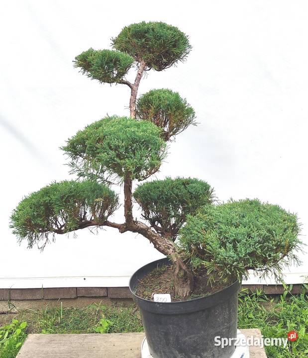 Bonsai Niwaki Jałowiec sabiński Mas Bonsai Medynia Łańcucka