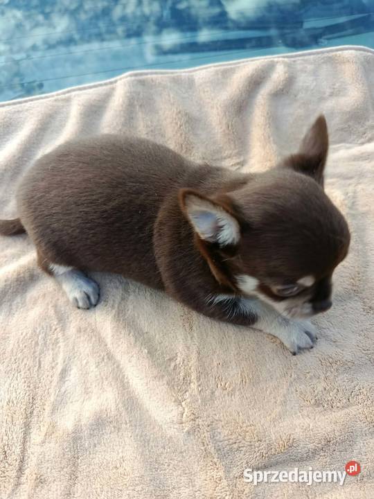 Śliczne szczeniaki chihuahua