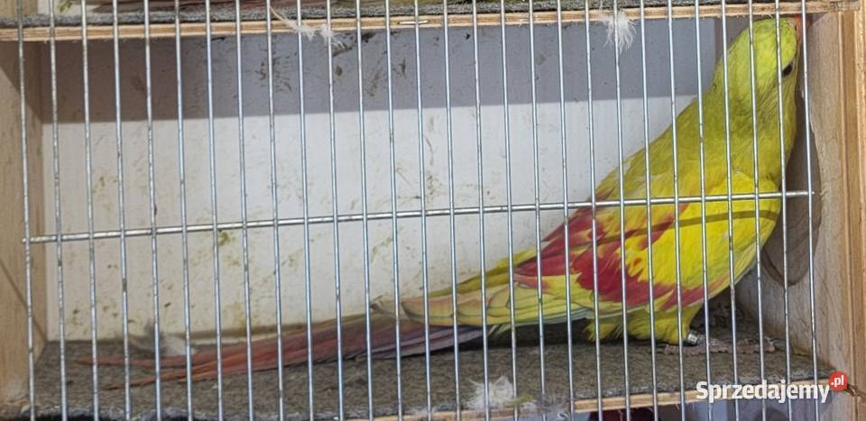 Papugi górskie pastele samiec 2025 z DNA Nowy Sącz sprzedam