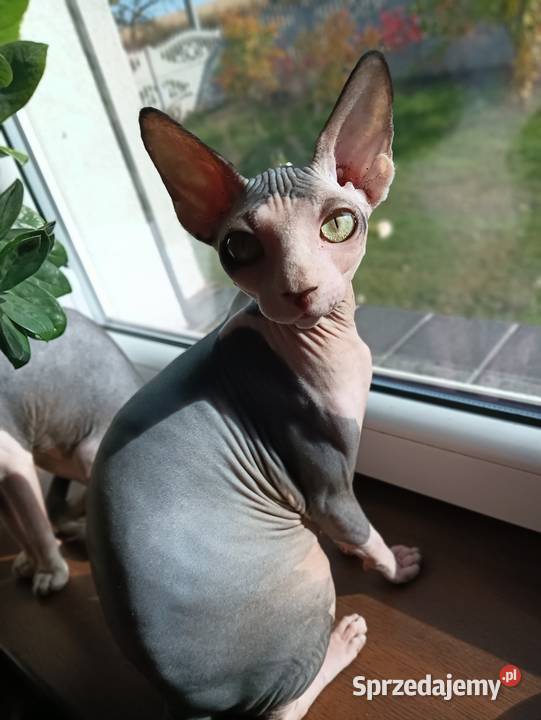 Kotka Sfinks Kanadyjski Pleszew sprzedam