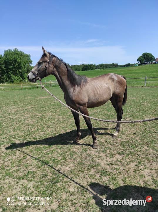Roczny koń sportowy Stara Kiszewa