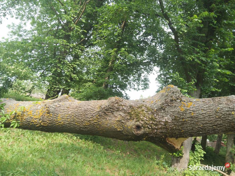 Sprzedam drzewo na pniu Warszawa sprzedam
