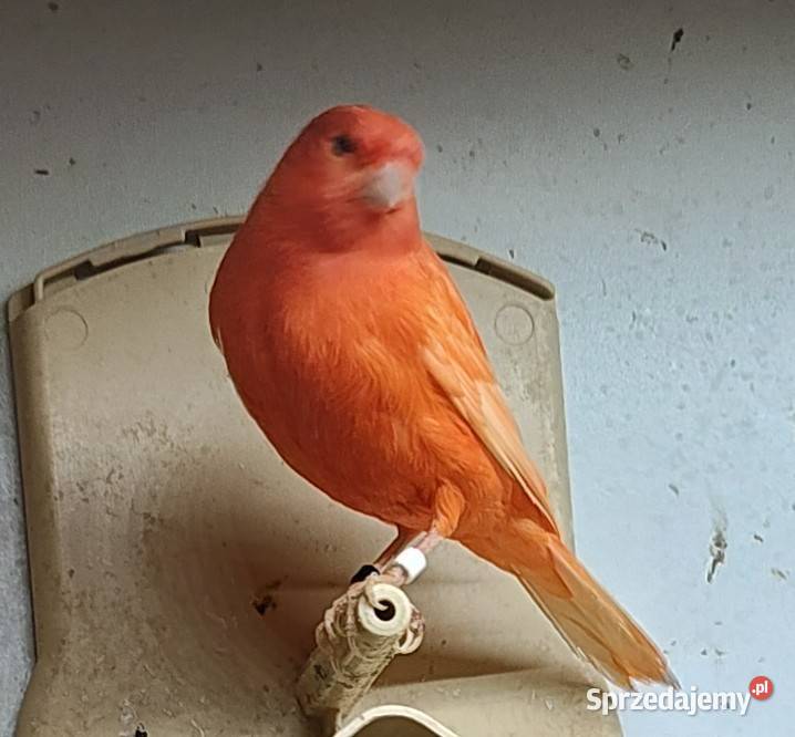 Kanarek kanarki samce czerwone Zwierzęta wielkopolskie Kępno