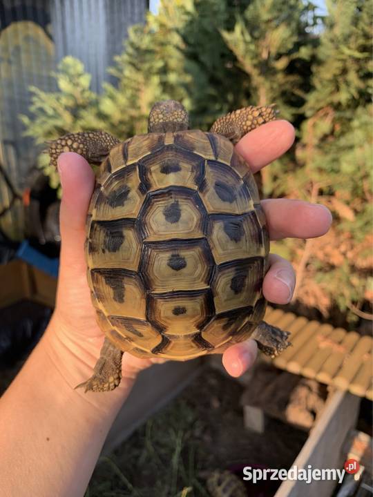 Żółw grecki żółwie greckie Warszawa