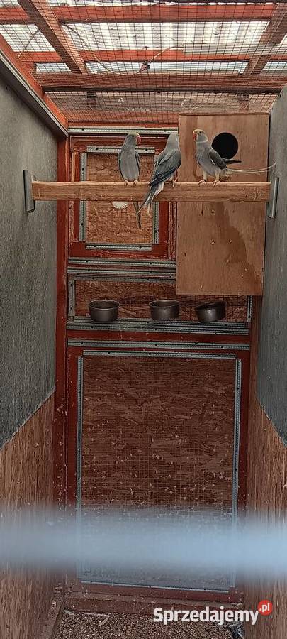 Aleksnadretty obrożne z 2025r rożne mutacje Rawicz