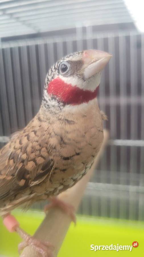 Amadyna obrożna małopolskie