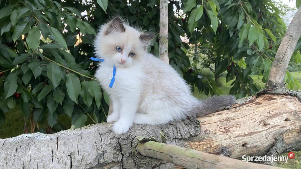 Kocurek ragdoll prawdziwy międzynarodowy rodowód Katowice sprzedam