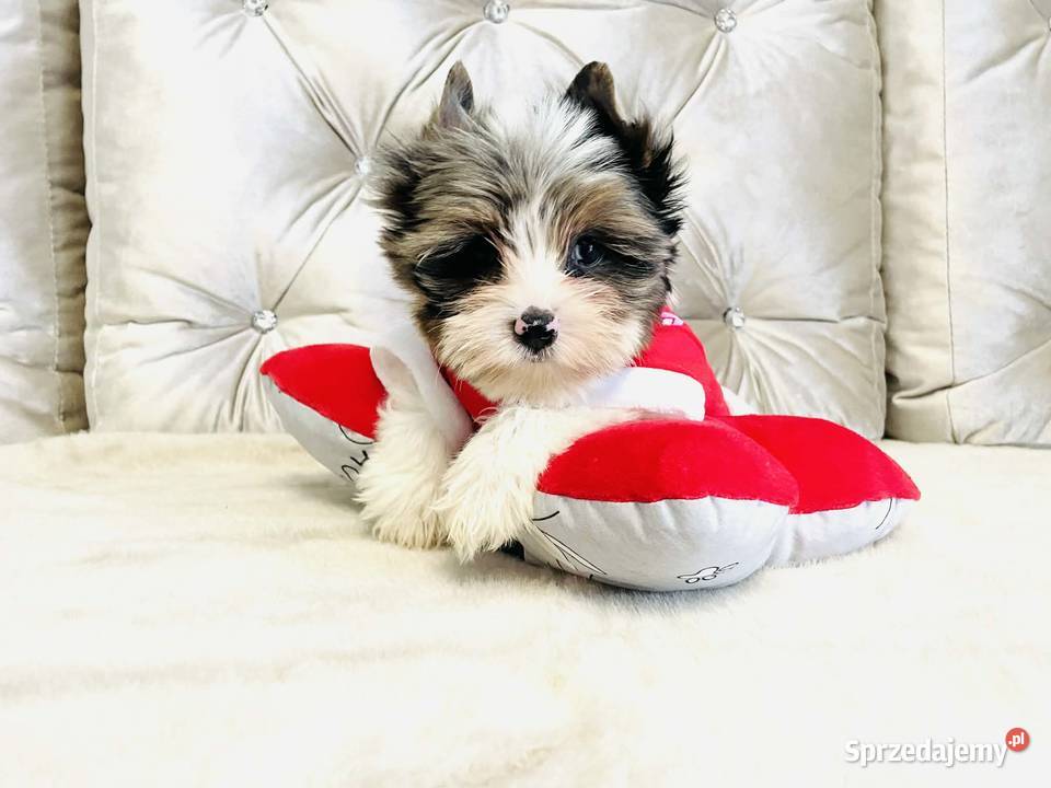 York nie Biewer taki do Kochania i