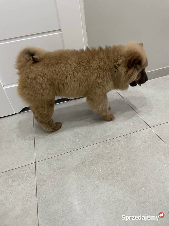 Uroczy misio Chow Chow suczka sczeniak podlaskie Łomża