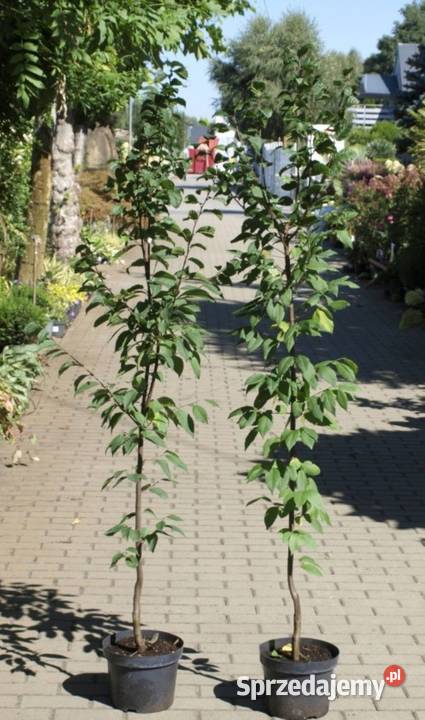 Grab Lucas mega sadzonka idealny na żywopłot Kępno sprzedam