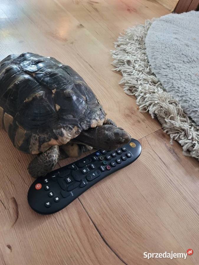 Żółw Obrzeżony samiec