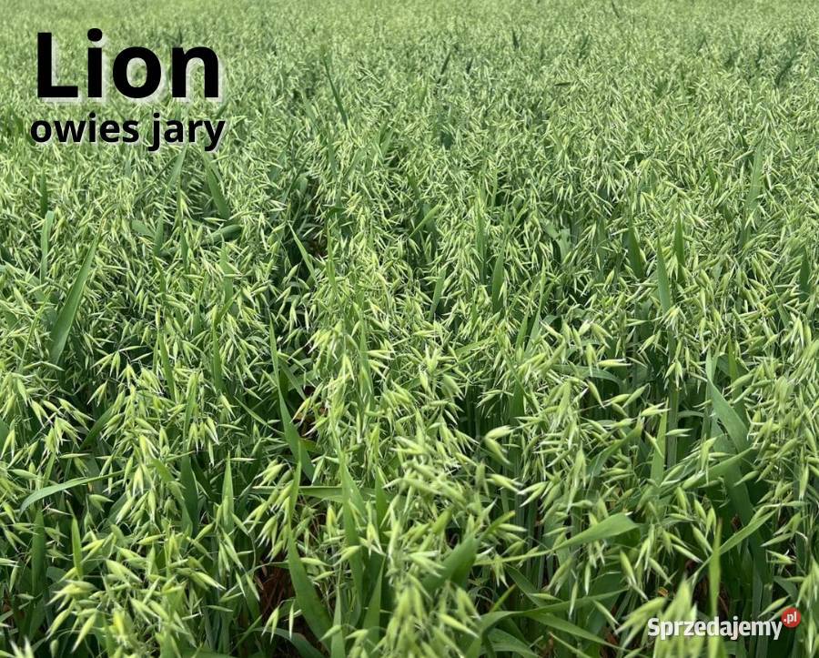 Owies jary Lion kwalifikowany C1 Pleszew sprzedam