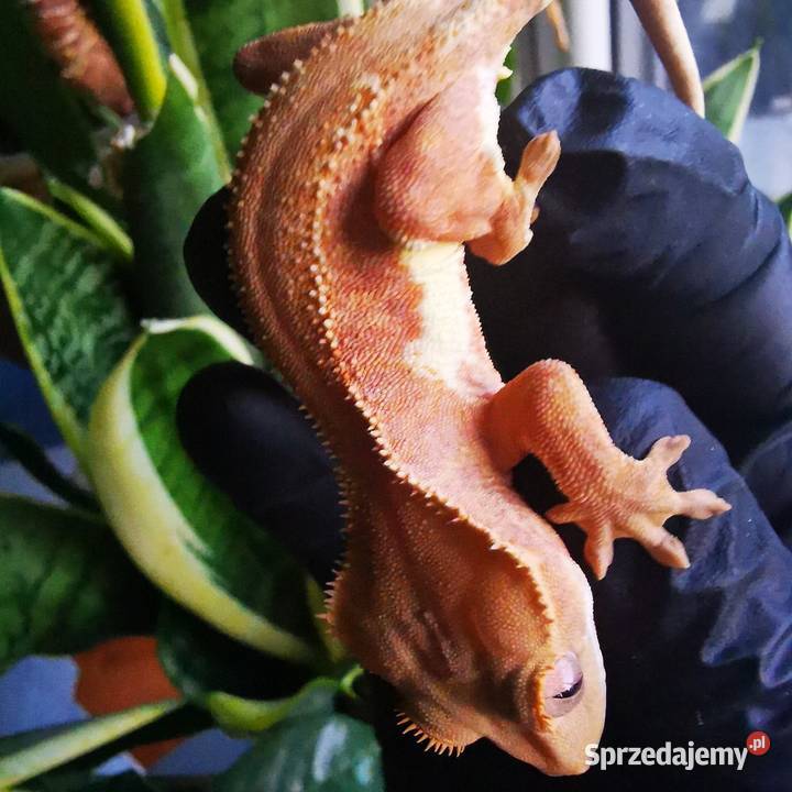 Samica gekona orzesionego phantom lilli white Kraków