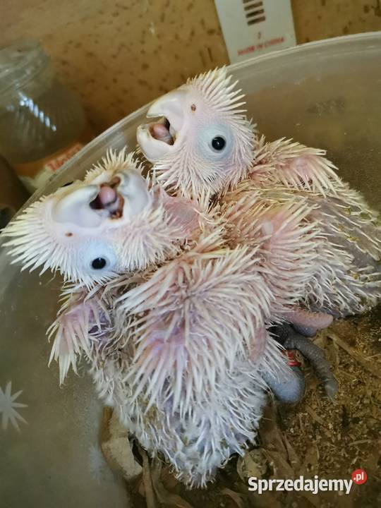 Papuga Papugi Do ręcznego karmienia Pisklaki Ara Poznań