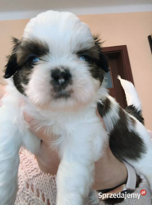 Szczenięta shih tzu z rodowodem mazowieckie sprzedam