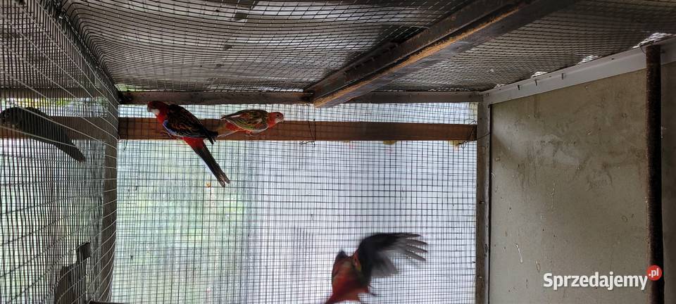 papugi rozele białolice Łaziska