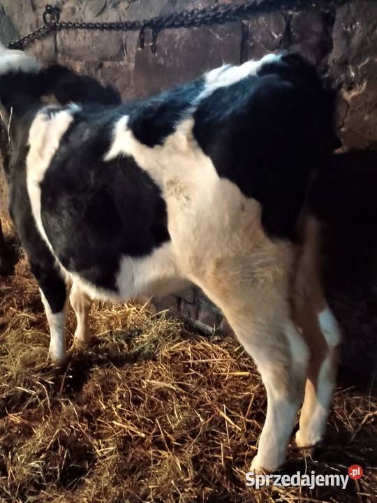 Krowa Turobin sprzedam