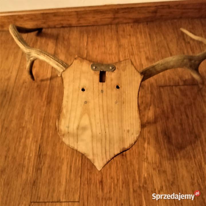 Poroże jelenia rogi Łódź