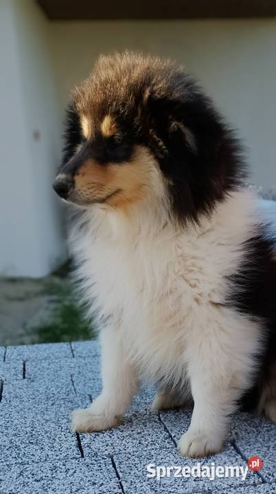 Owczarek szkocki collie ZKwP FCI Warszawa