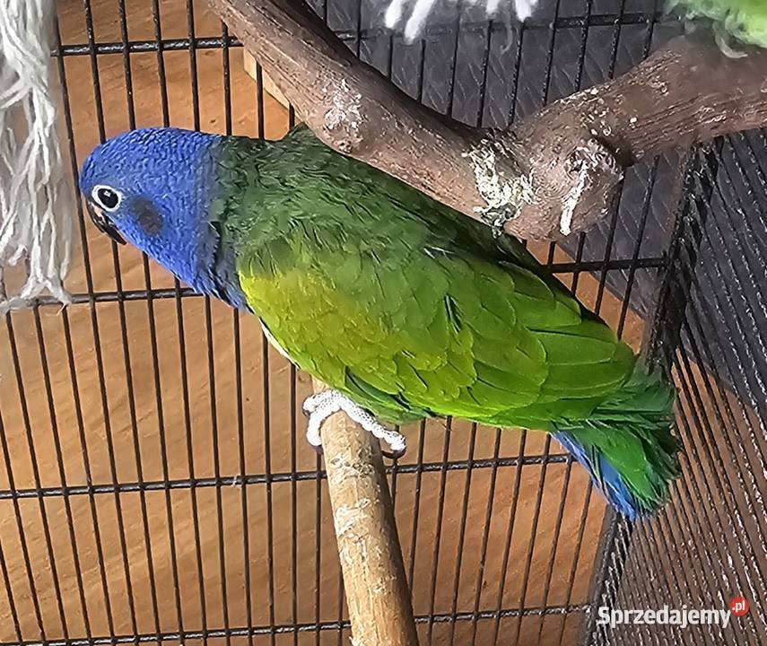 Piona niebieskoglowa Wałbrzych