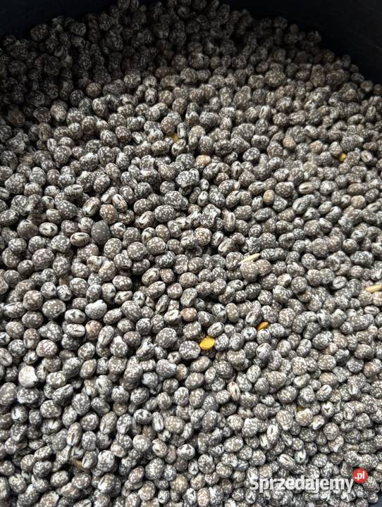 Łubin wąskolistny gorzki