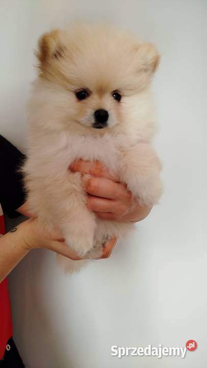 Szpic miniaturowy pomeranian Bydgoszcz sprzedam