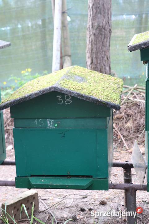 Pasieka na sprzedaż Chełmża sprzedam