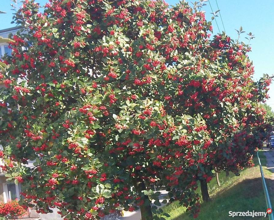 Jarząb szwedzki Rośliny Bydgoszcz