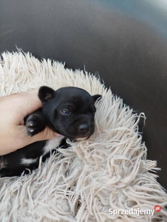 Chichuahua piesek mazowieckie Nowy Dwór Mazowiecki