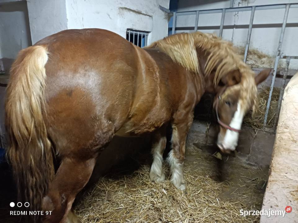 Konie zimnokrwiste Konie Kuczbork-Wieś