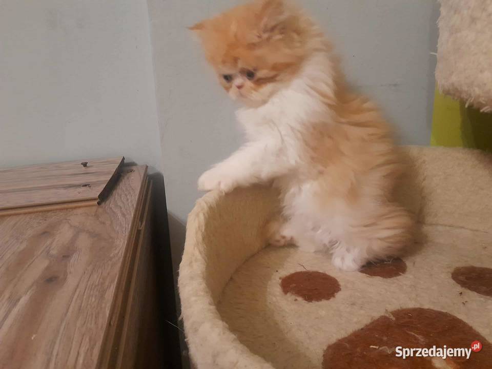 Kotka perska rudobiszkoptowobiała