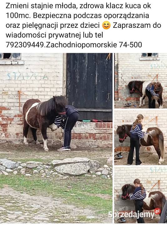 Roczna Klacz kuca Zwierzęta Grzybno