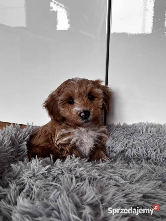 Pieski rasy Maltipoo Kielce sprzedam