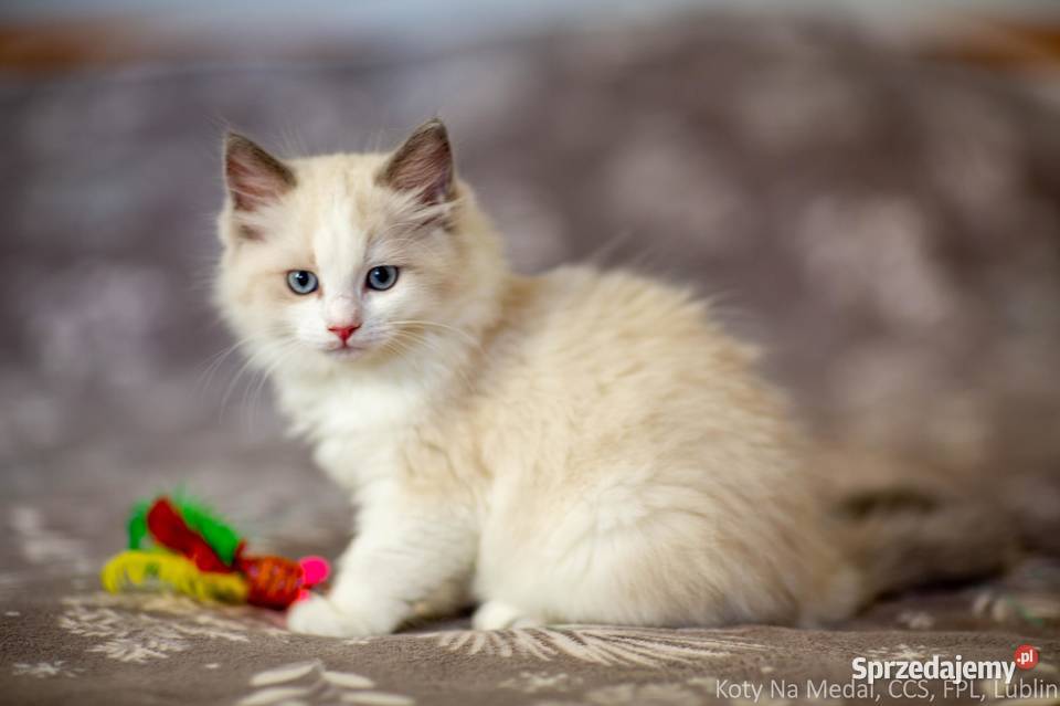 Cudowne kociaki Ragdoll FPL prawdziwy rodowód