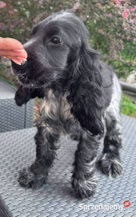 Cocker spaniel angielski Saper Cocker Spaniel wielkopolskie Żelazków sprzedam