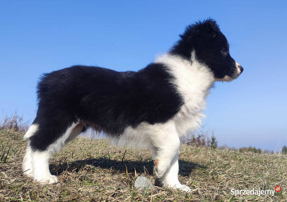 Pies Border Collie Rasowy Szczeniak z Hodowli Iwonicz