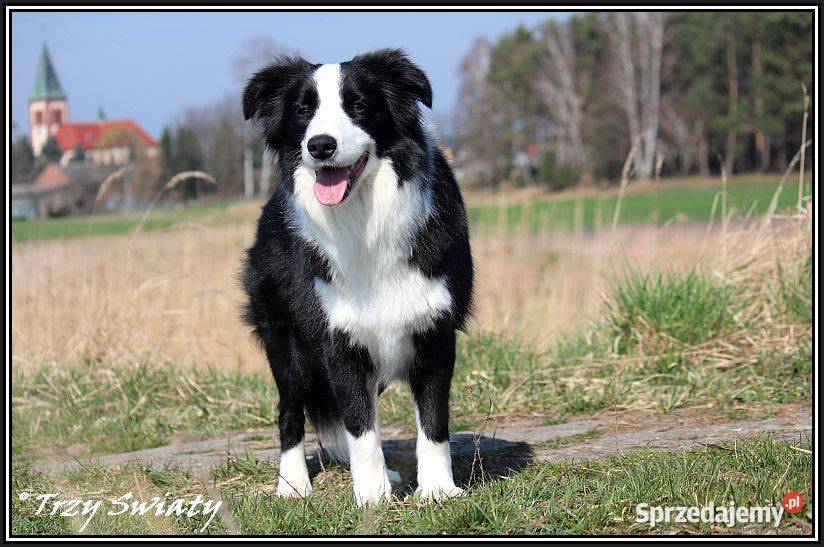 Border Collie szczenięta rodowód ZKwP FCI Poznań