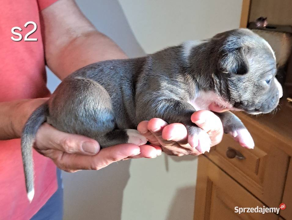 Amstaff ZKWP FCI BLUE śliczna suczka Amstaff Koziegłowy