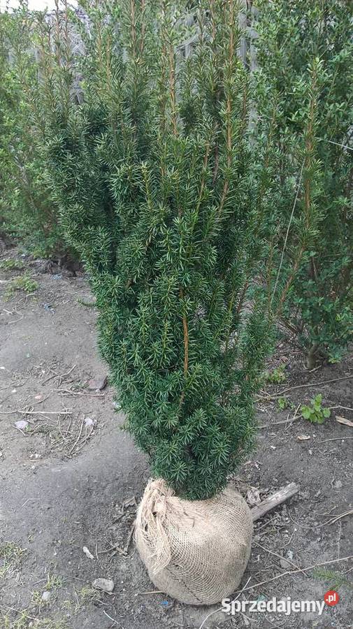 Cis Hicksii Mega Wysoki Żywopłot Mszczonów sprzedam