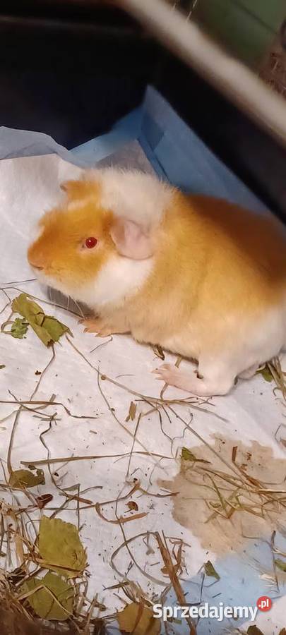 Świnki morskie rasy TEDDY dwa samczyki jeden z Zwierzęta wielkopolskie Poznań sprzedam