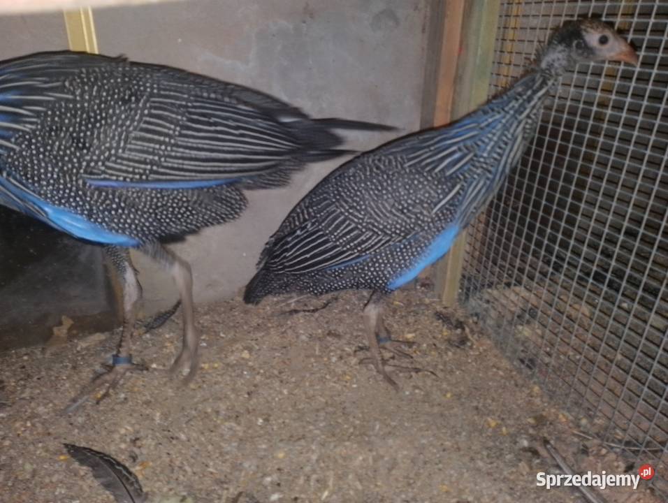 Perlice sępię ptaki egzotyczne wielkopolskie