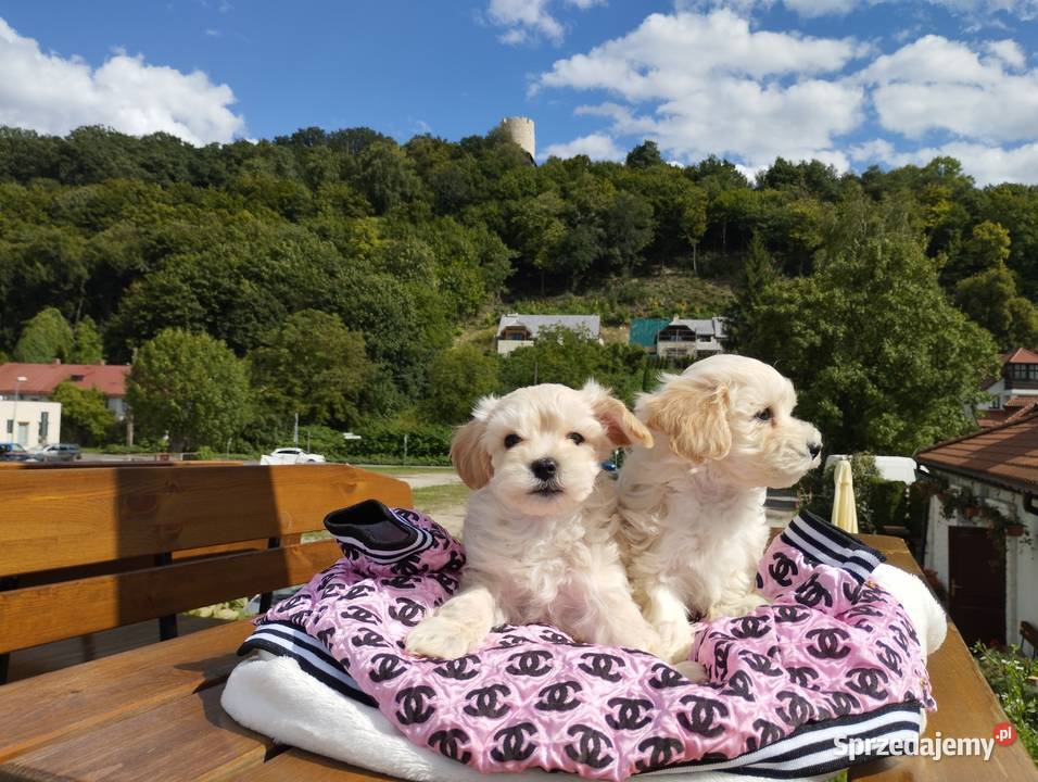 Maltipoo XS rodowodowe maltańczyk pudel Maltańczyk lubelskie Lublin